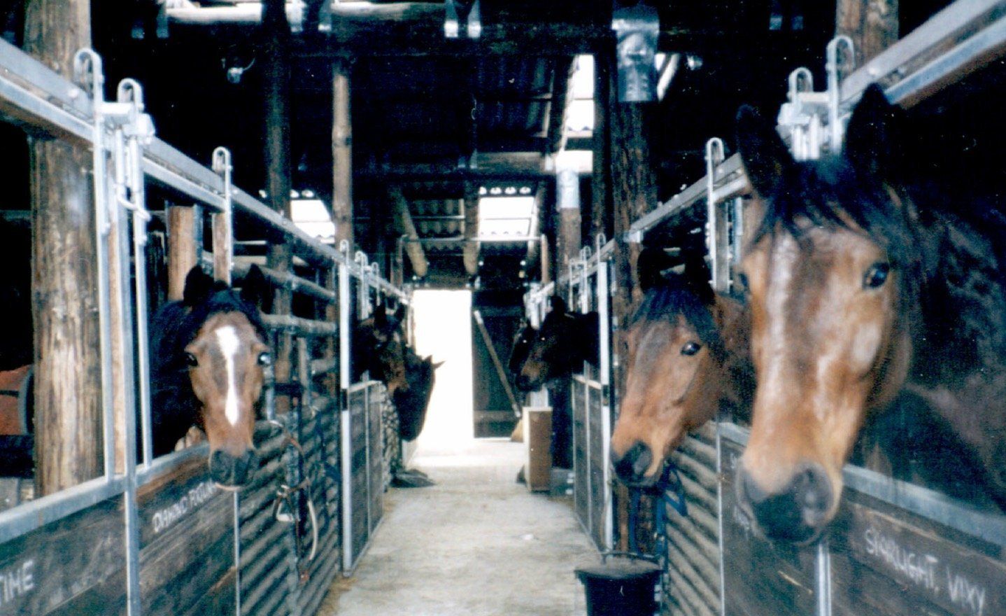 A group of horses are standing in a stable looking out of their stalls.