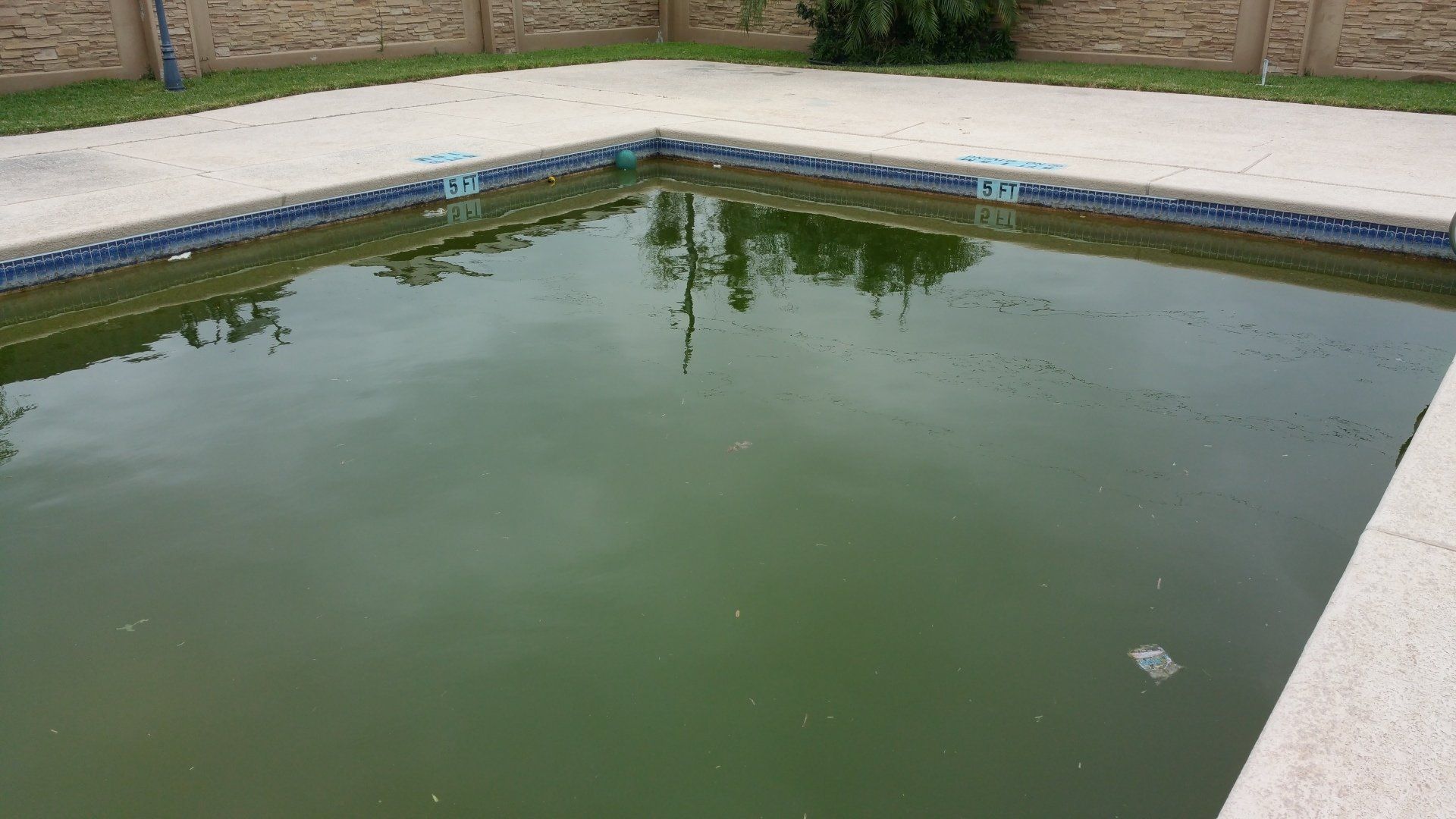 Murky green swimming pool bordered by white stone and a grassy yard.