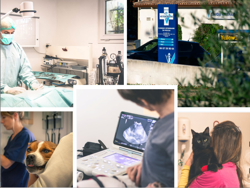 Exemple d'images de photo reportage en clinique vétérinaire Photo clinique vétérinaire