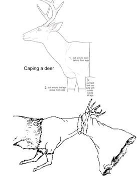 Caping a deer Caping a deer