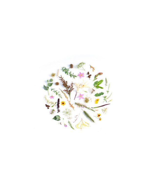 An image of various botanical plants which are used as the main ingredient in our organic pest control