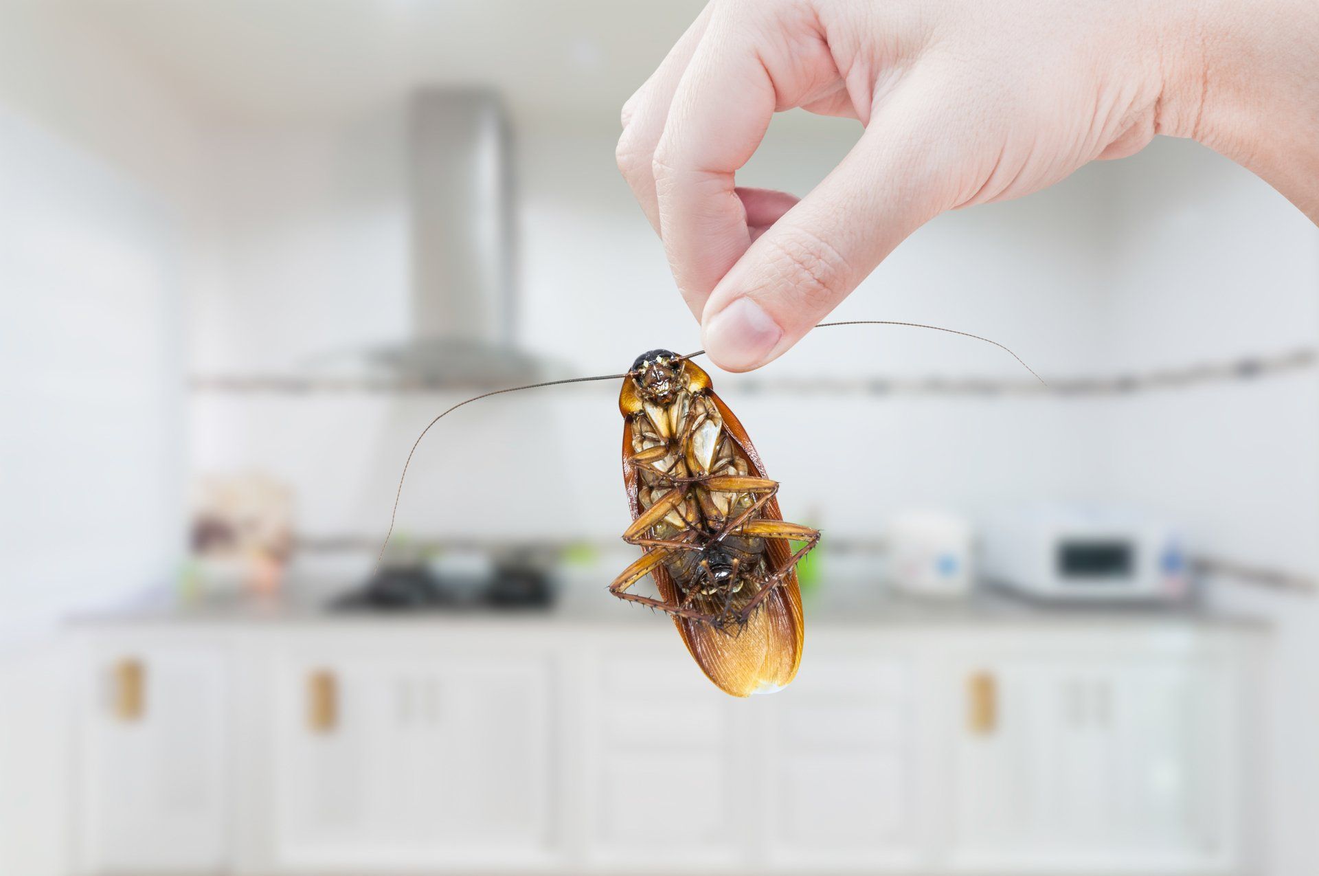 insectspestcontrol