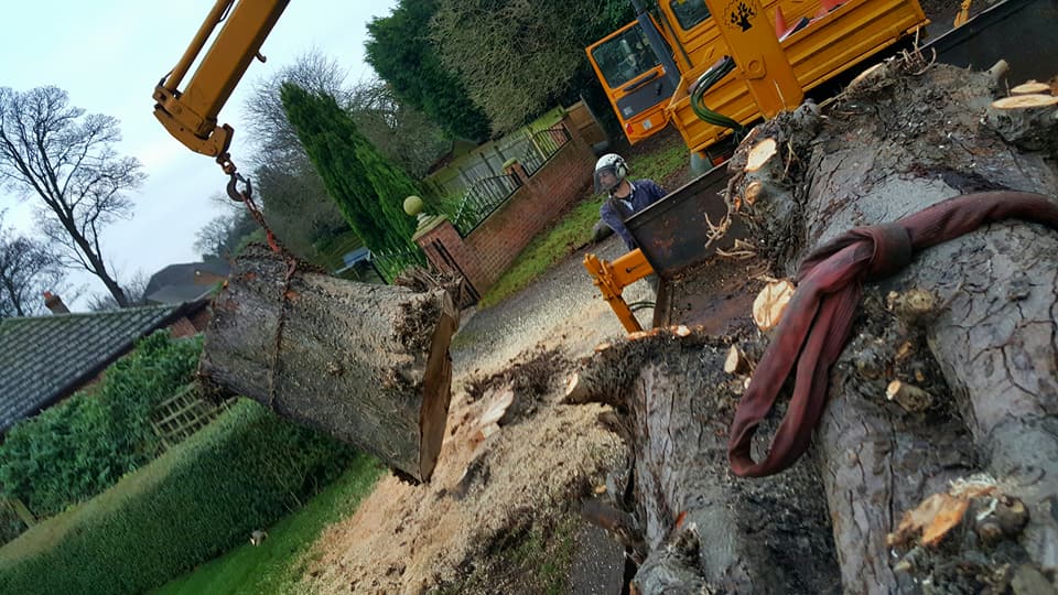 tree felling work