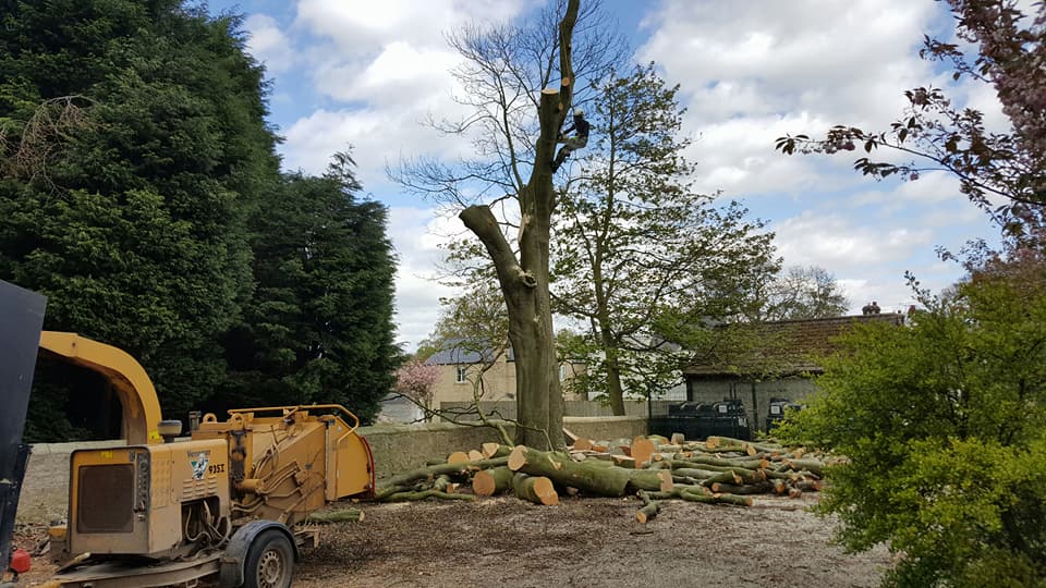 tree care