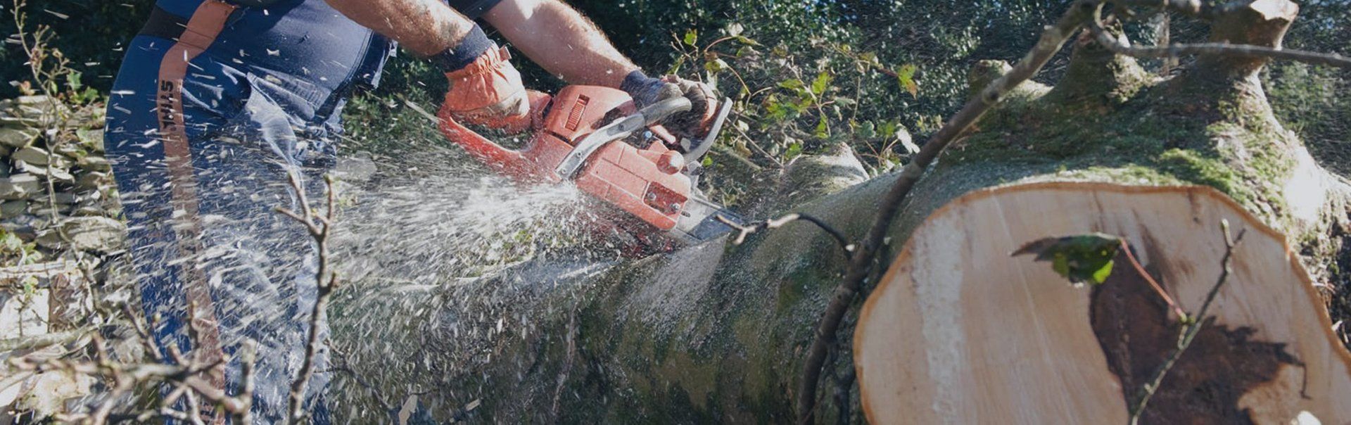 Tree surgery