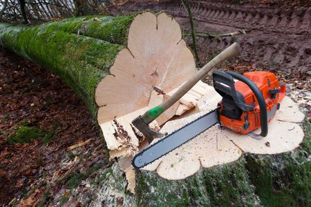 Tree Removal