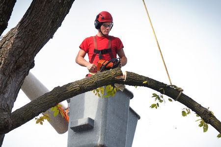 Tree Pruning