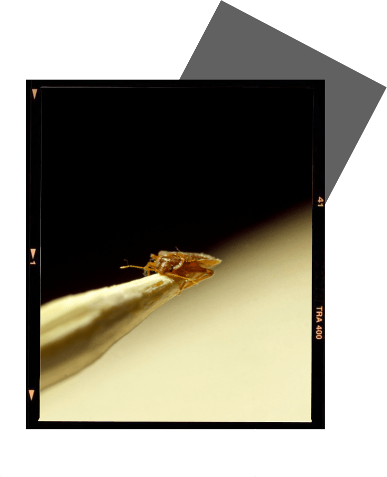 a picture of a bug on a needle with the number 41 on it