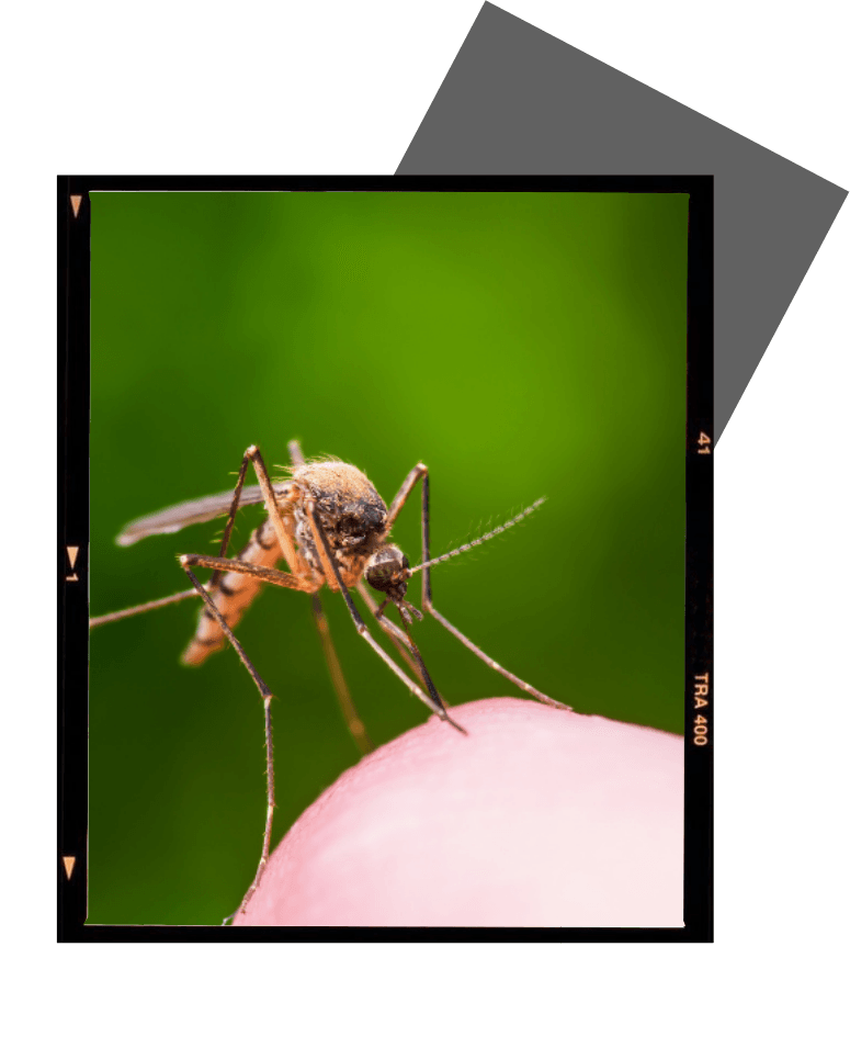 a mosquito is sitting on a person 's finger