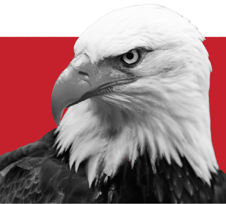 Close-up of a bald eagle with a red and white background
