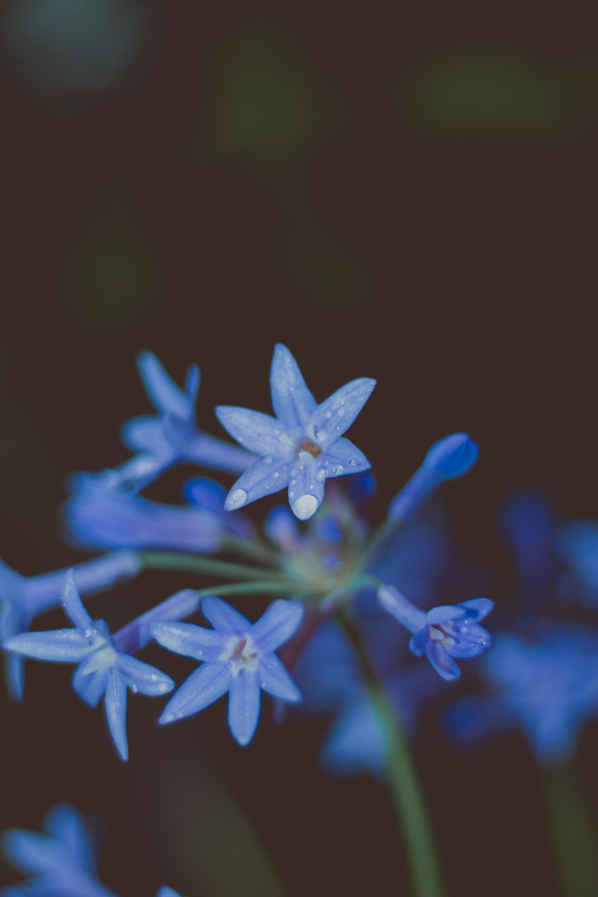 Bluestar, Picture from unsplash.com