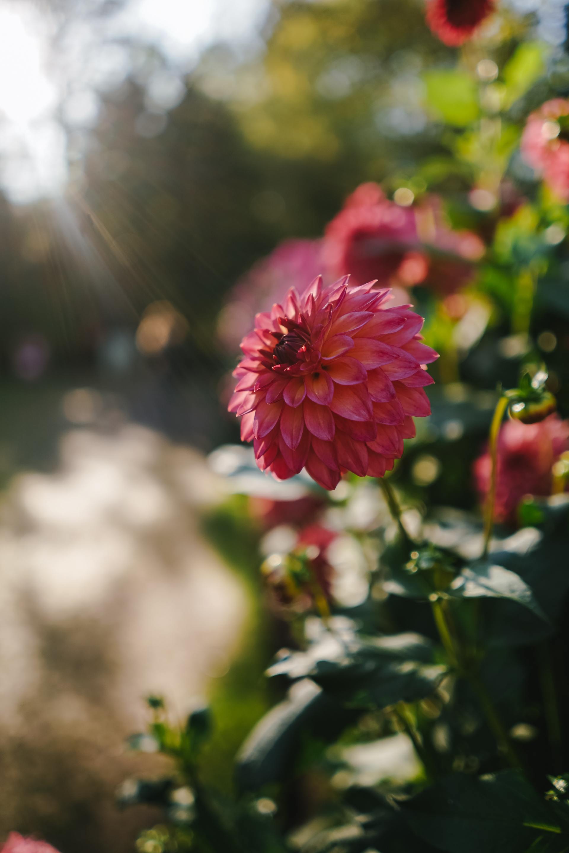 Dahlias, Picture from unsplash.com