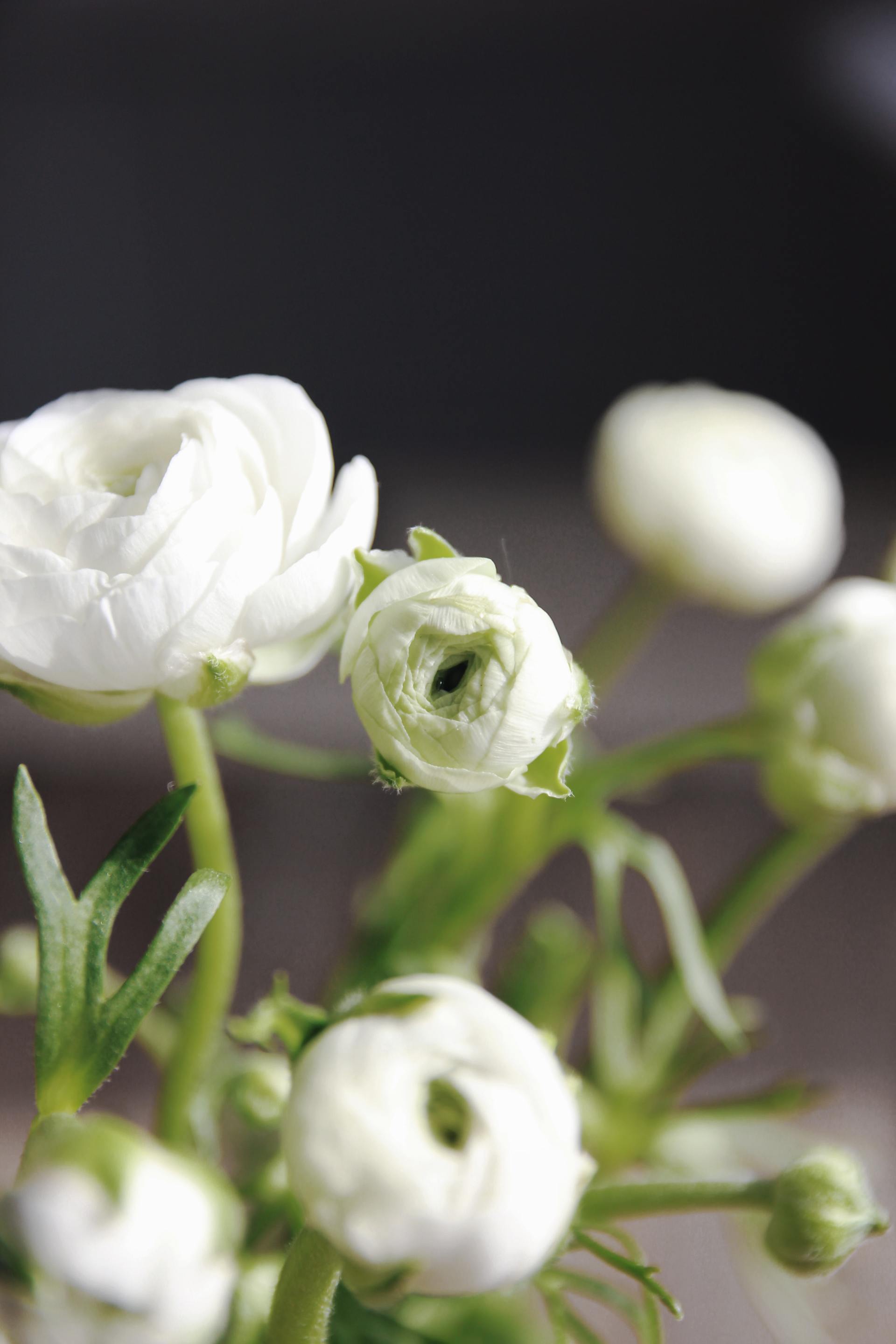 Ranunculus, Picture from unsplash.com