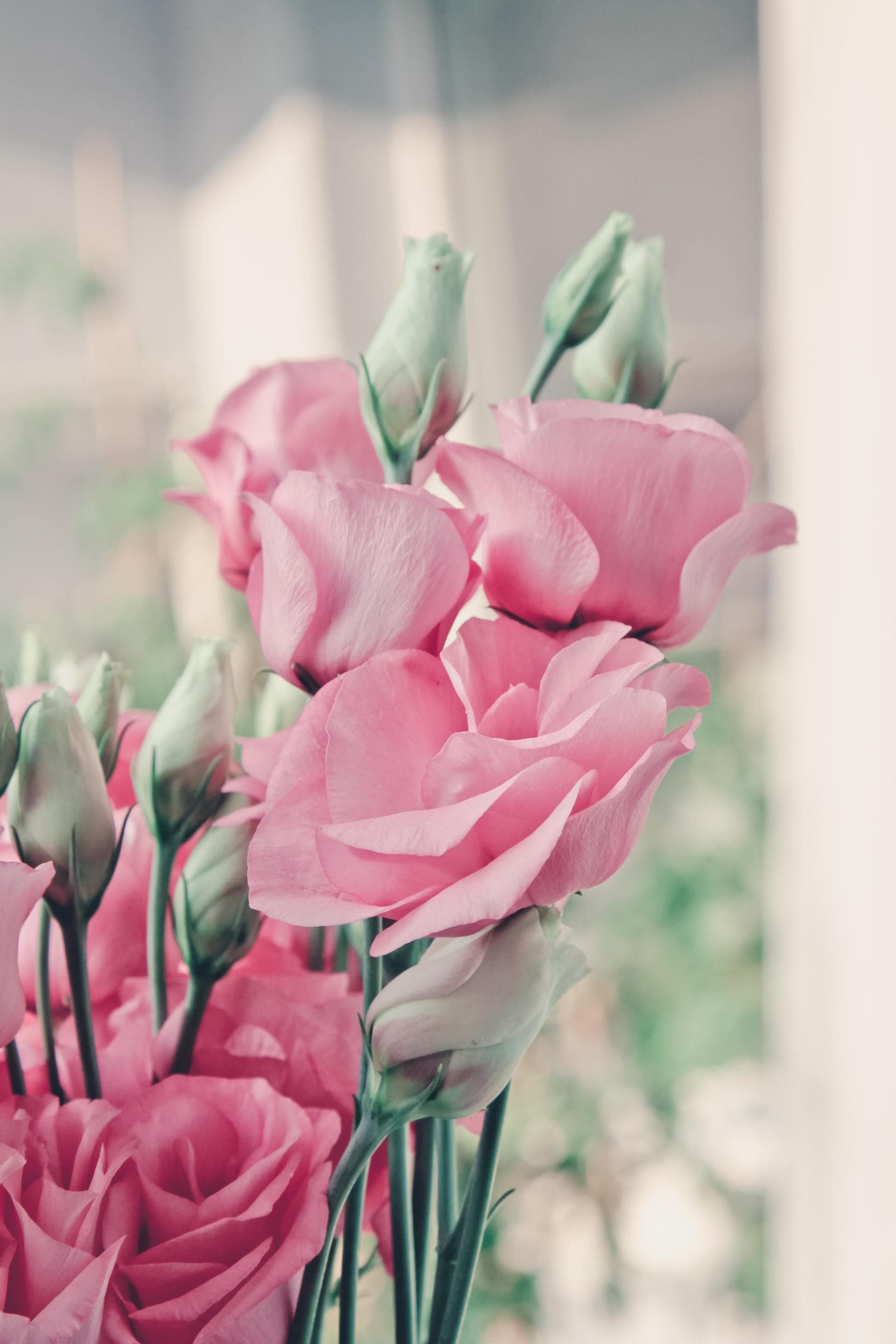 Lisianthus, Picture from unsplash.com