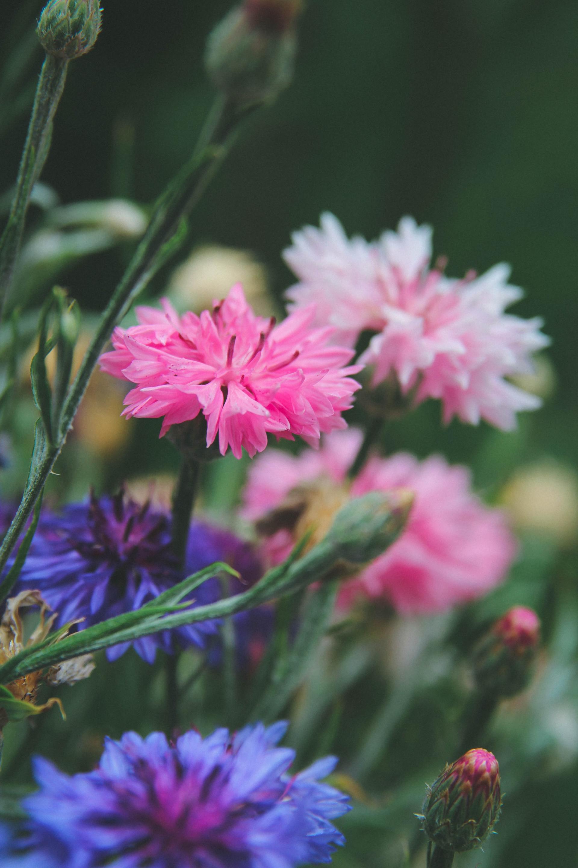 Bachelors Button, Picture from unsplash.com