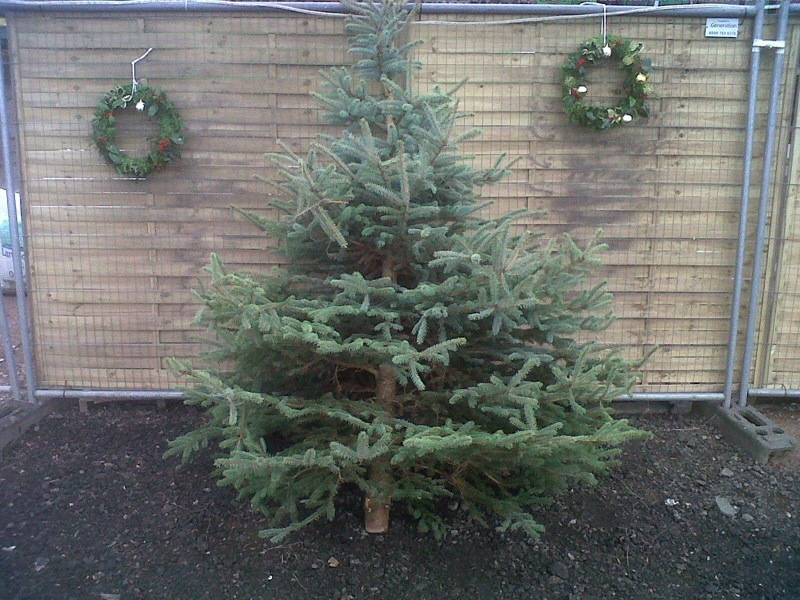 Noble Fir Christmas Tree