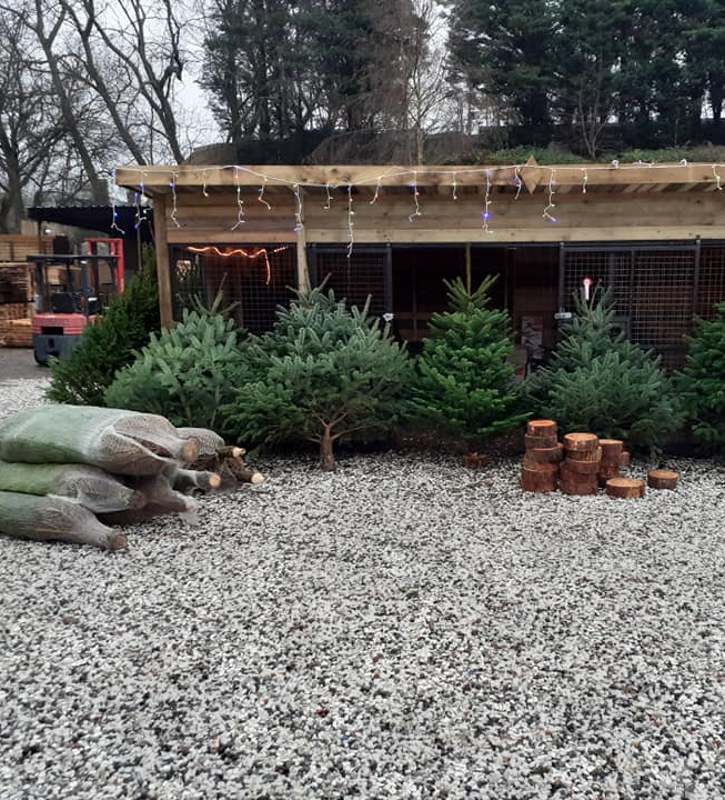 Real Christmas trees
