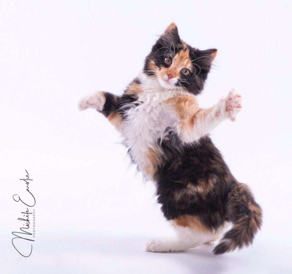 cat photos