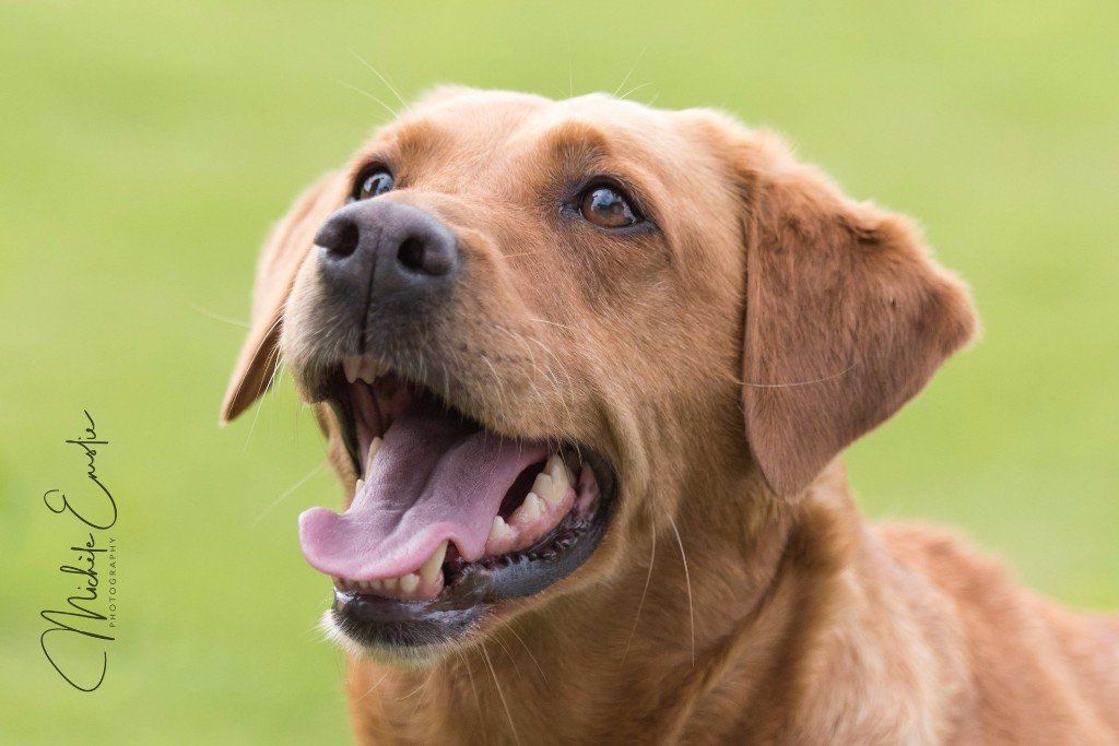 a dog