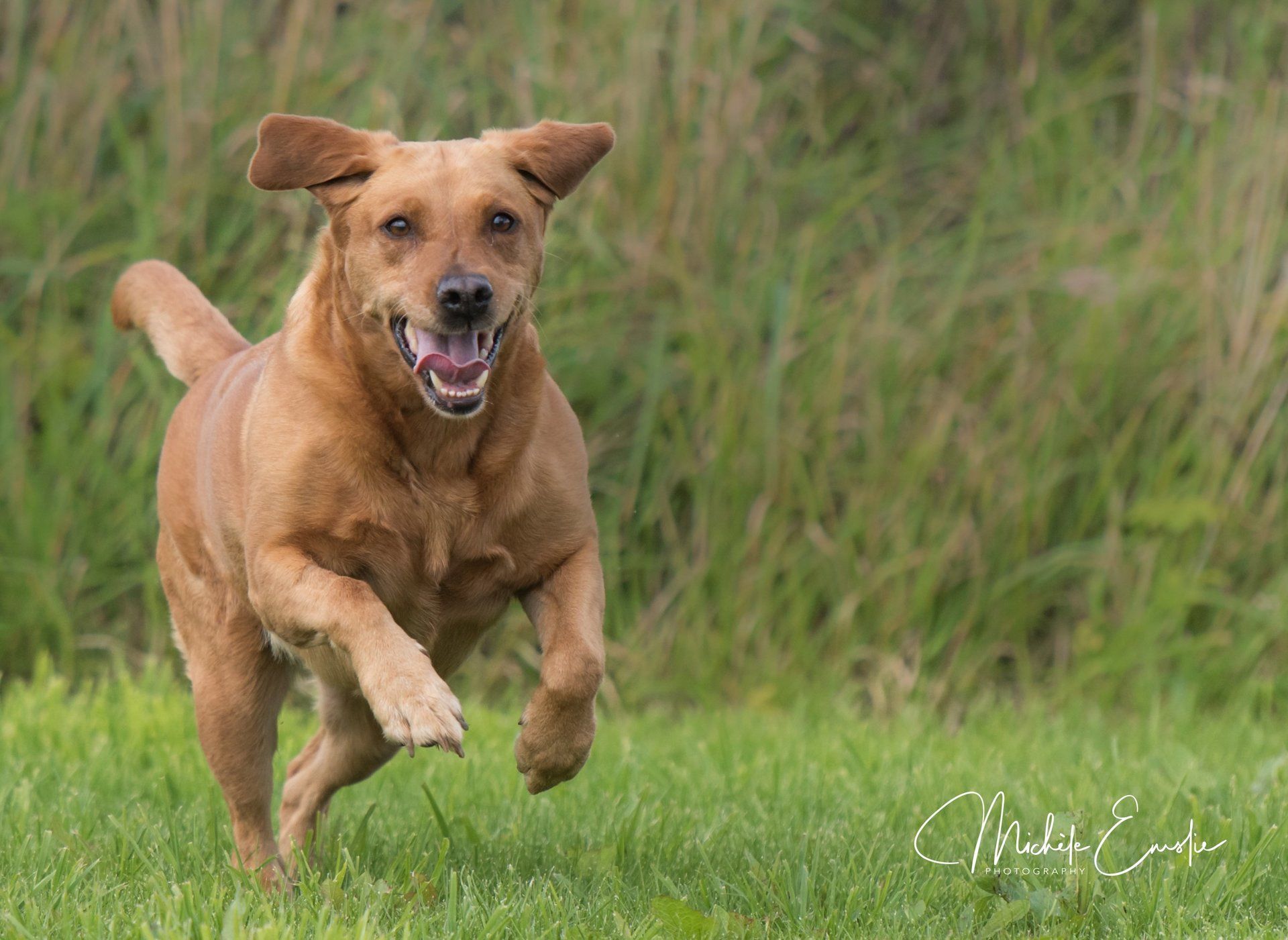 a dog running