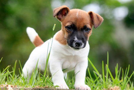 dog care