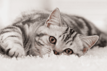 a cat