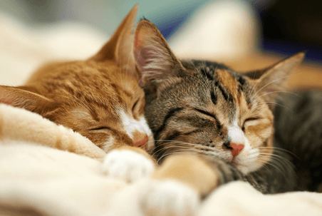 cats sleeping