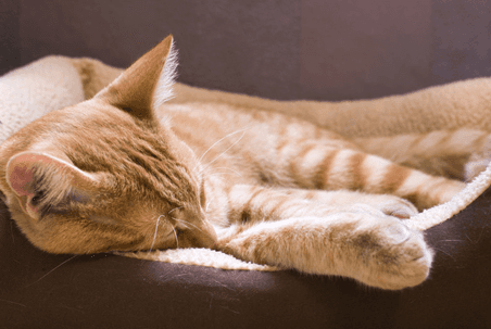 luxury accommodation for cats