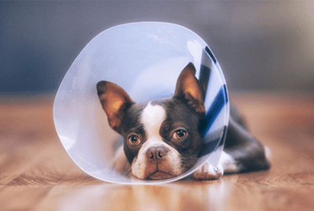 dog care
