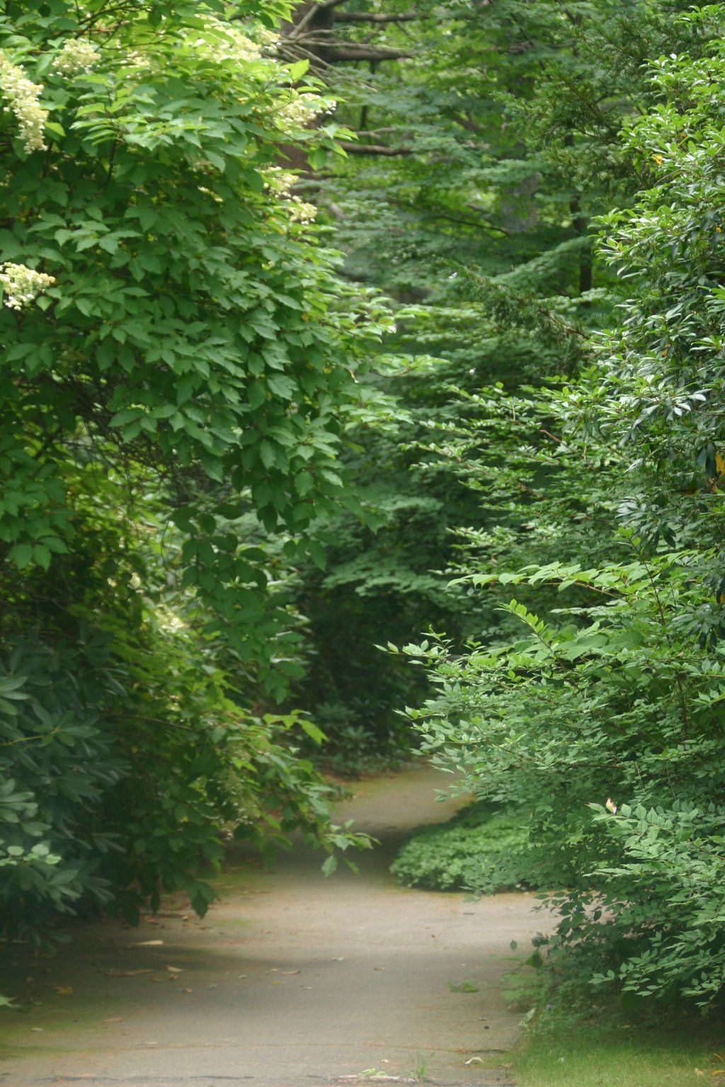 Diverging paths in the woods