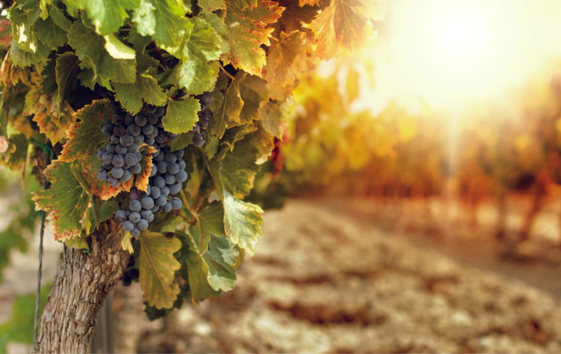 First & Oak Kitchen Event Planning for Winery Events
