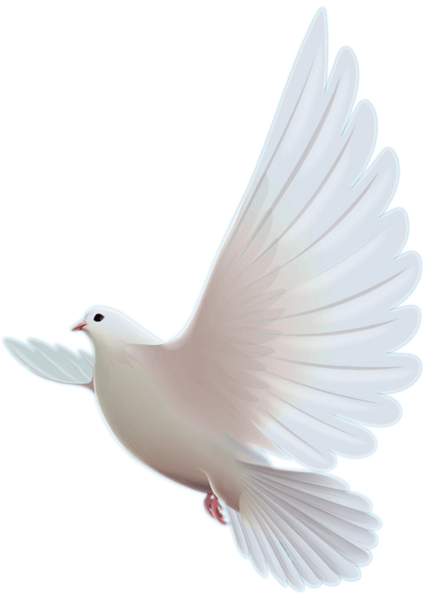 White dove in flight with outstretched wings on a plain background