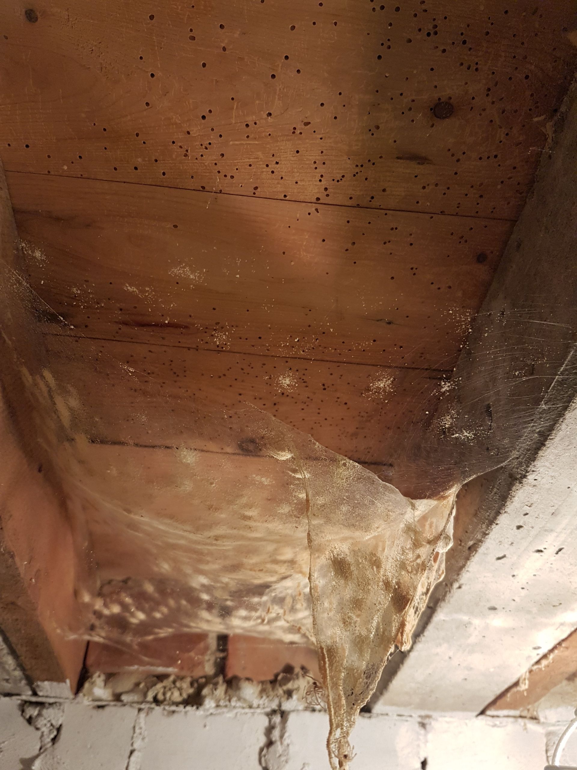 Woodworm treatments