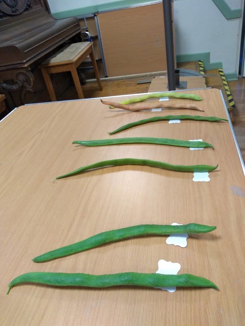 Longest runner bean entries