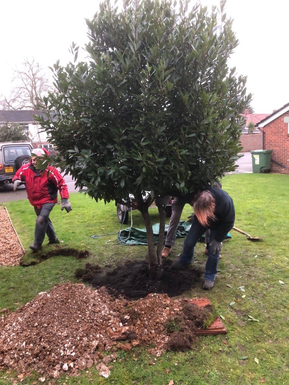 Positioning the tree
