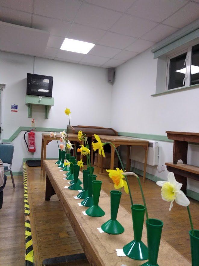Daffodil and narcissi blooms