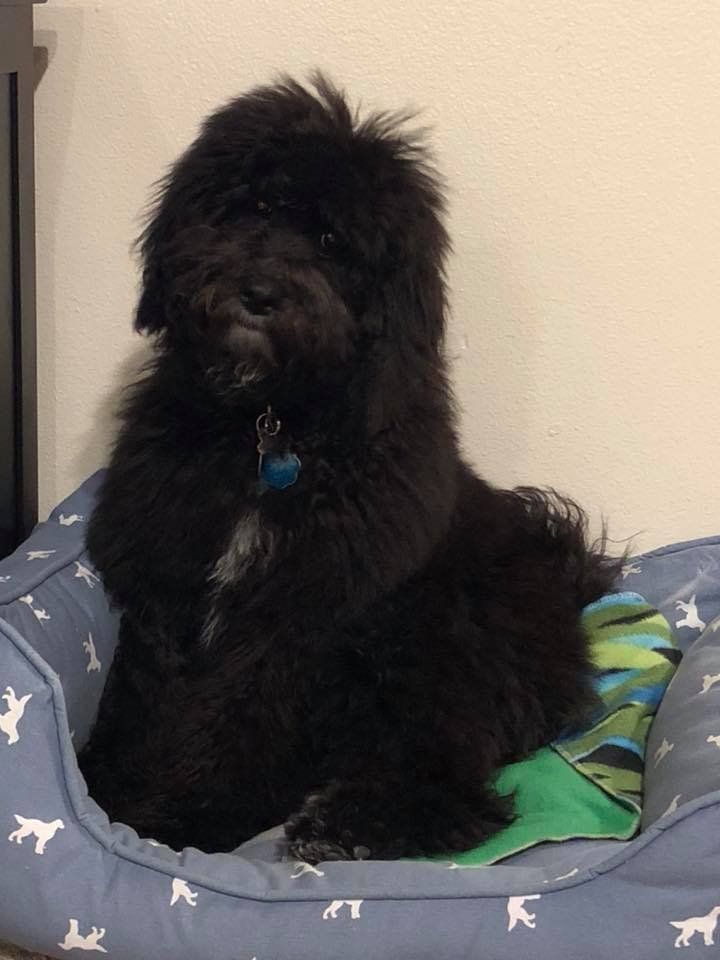 A black dog is laying on a blue dog bed
