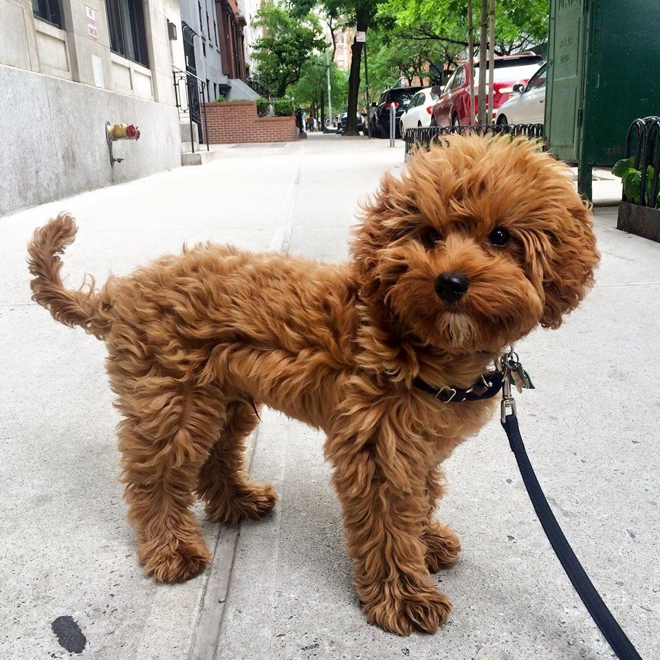 A small brown dog on a leash standing on a sidewalk