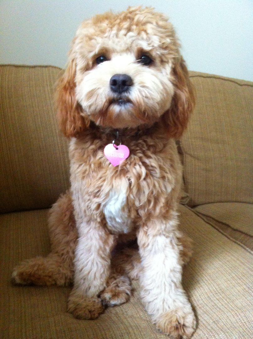 A small brown and white dog is sitting on a couch with a pink heart necklace.