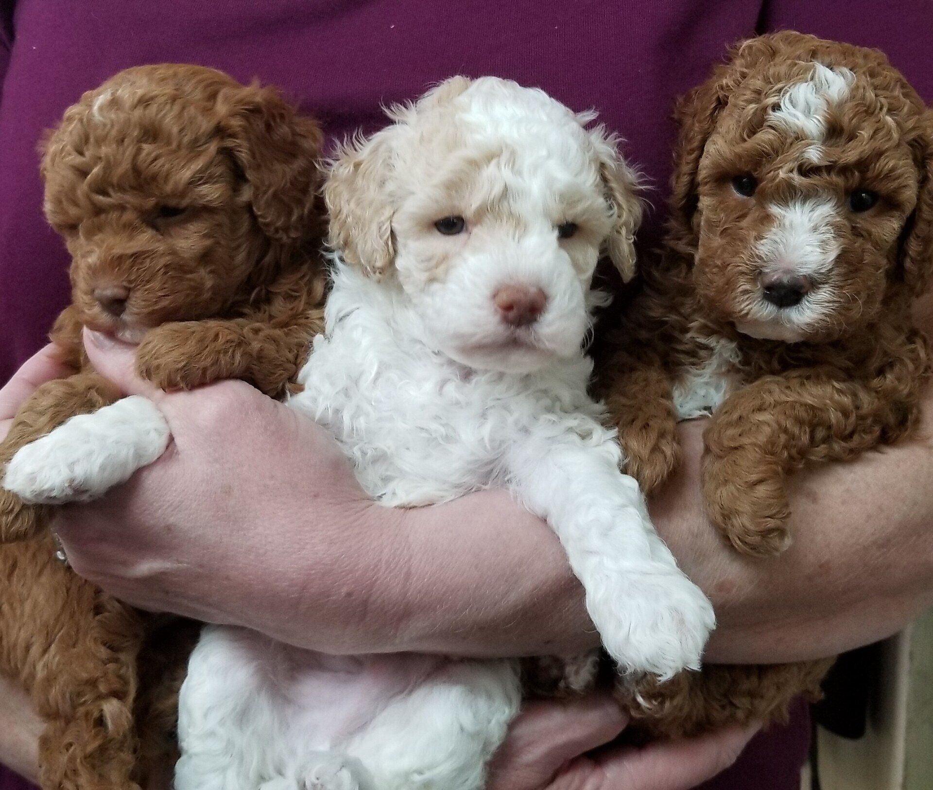 A person is holding three brown and white puppies in their arms