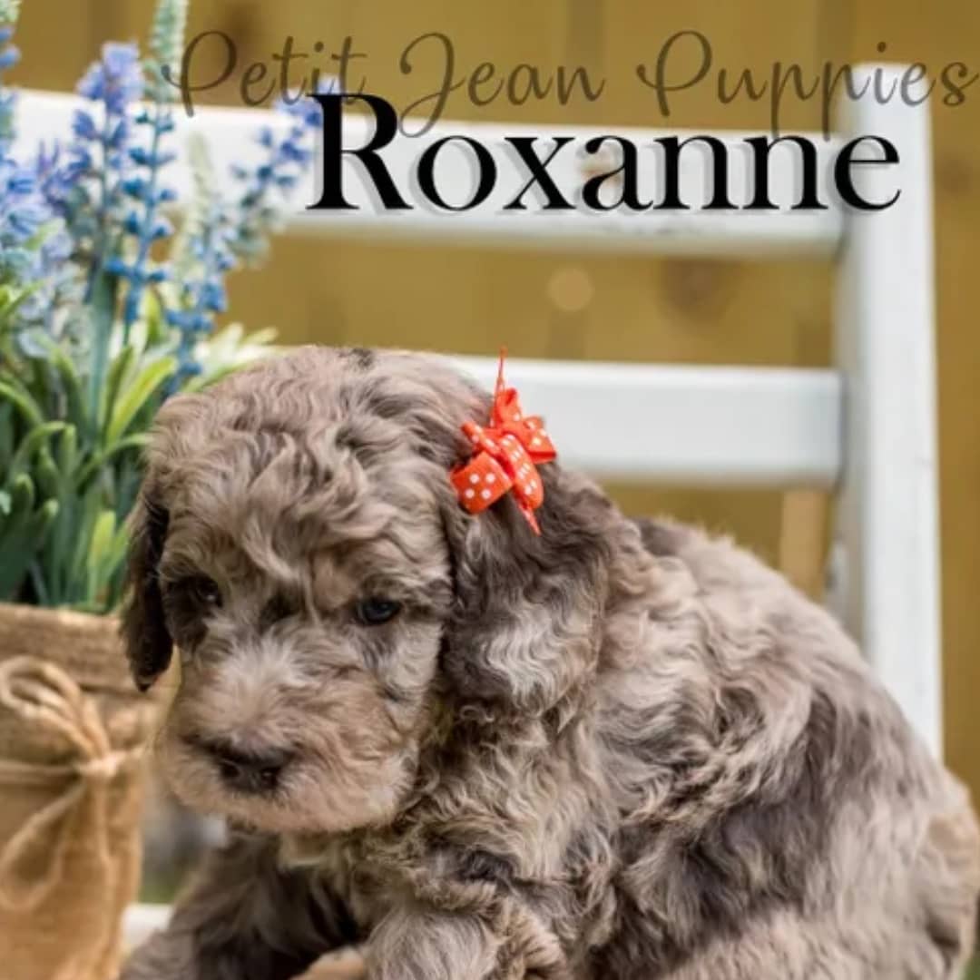 A puppy with a red bow on its head is named roxanne