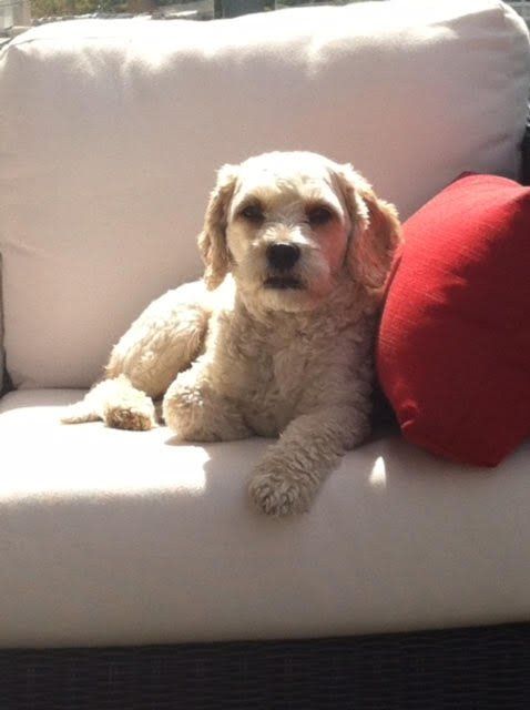 A dog is laying on a white couch next to a red pillow