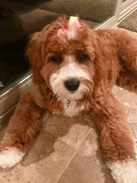 A brown and white dog with a bow on its head is laying on the floor.