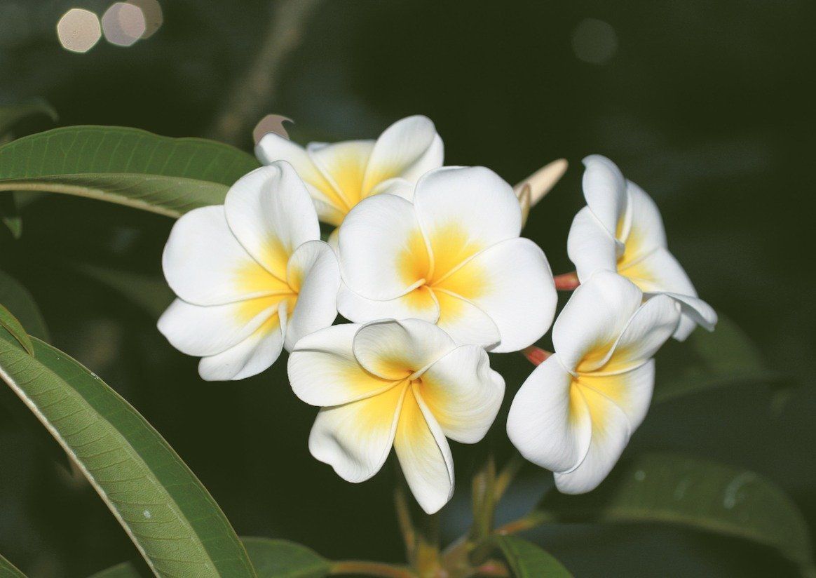 Pomelia fiori gialli simbolo Palermo