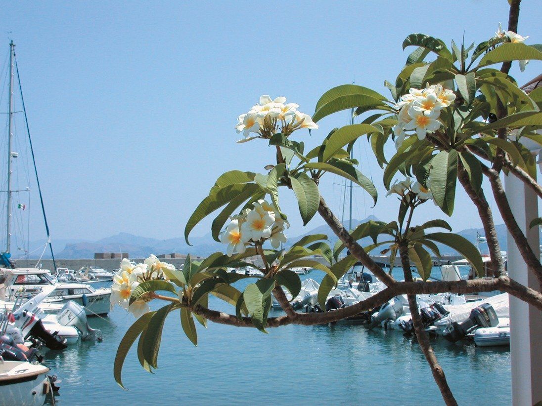 Pomelia in fiore arenella palermo
