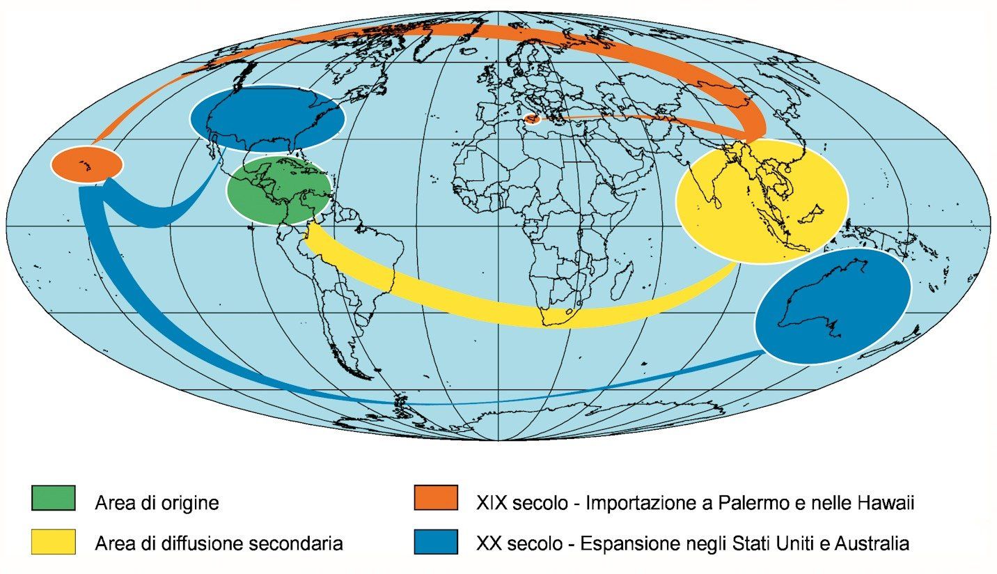 Diffusione storica pomelia nel mondo