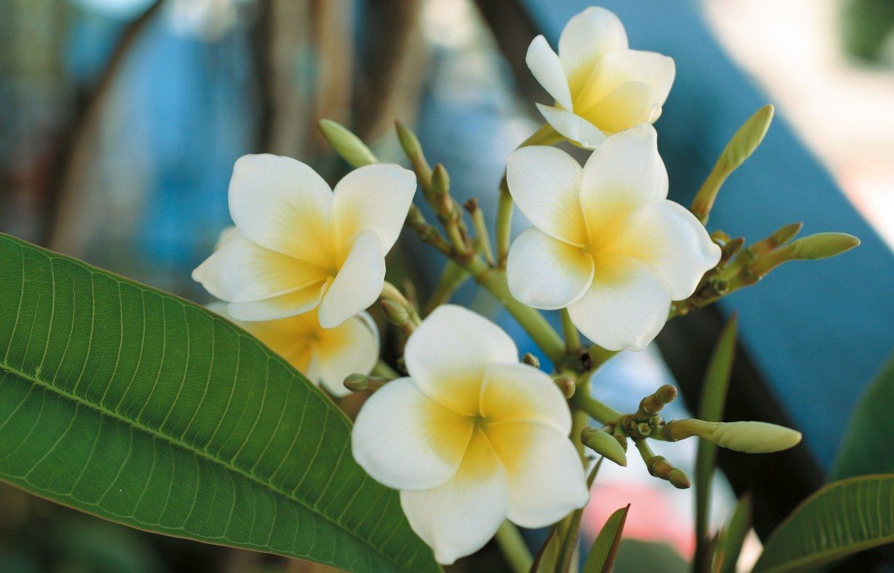Fiori pomelia palermo giallo e bianco