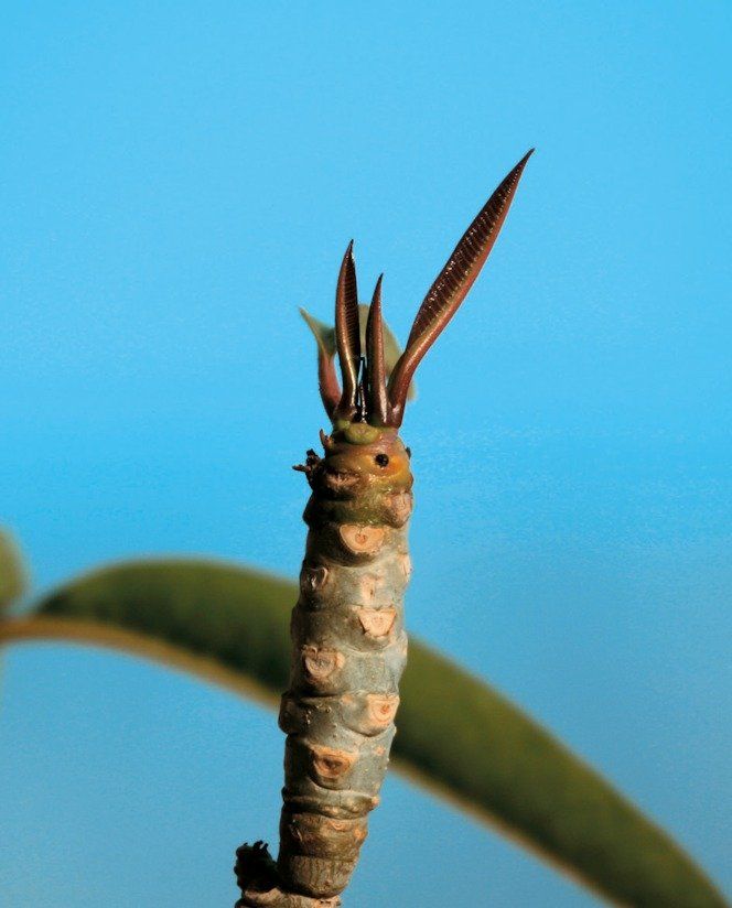 Ramo pomelia senza fiori