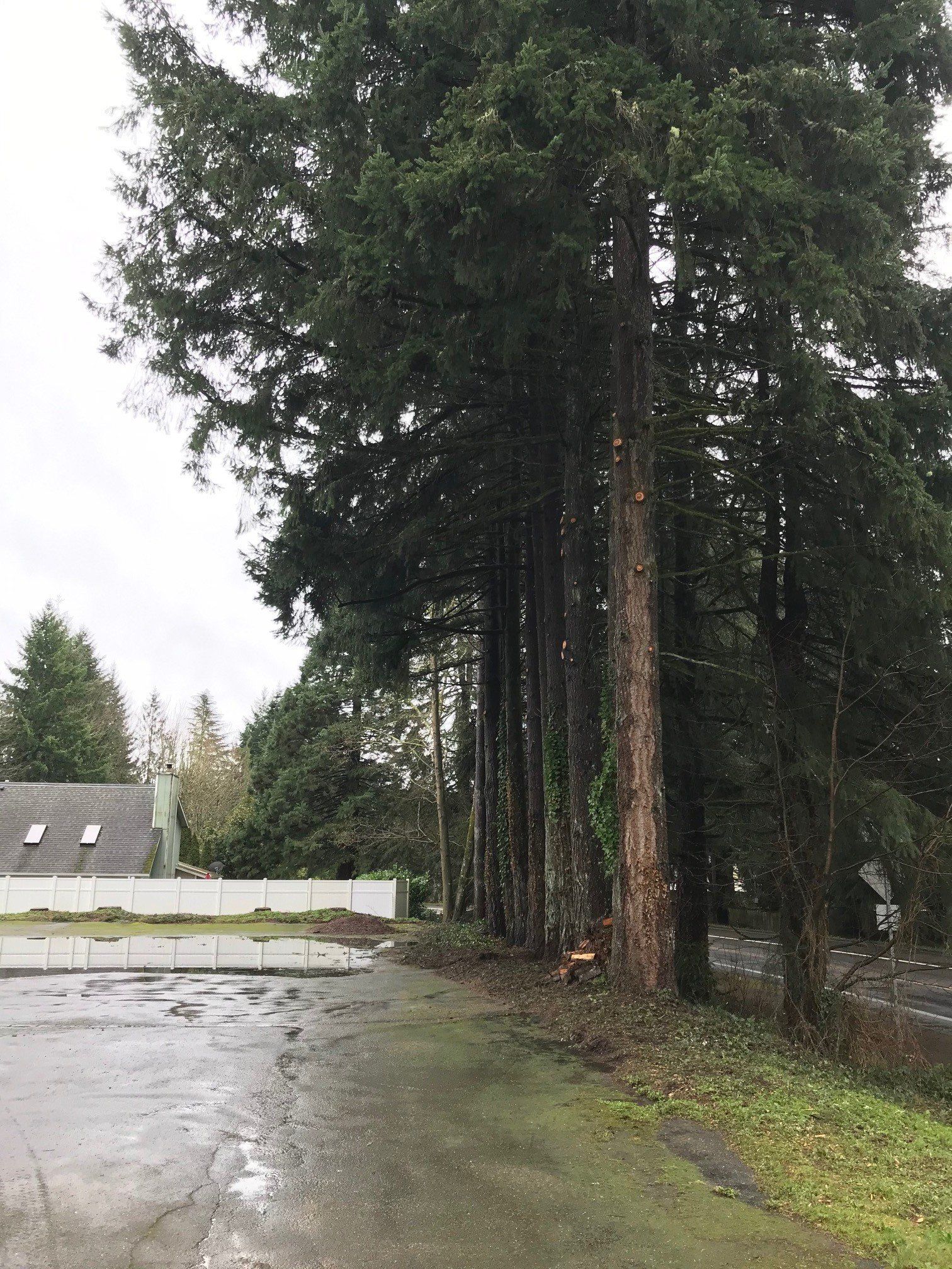 After Tree Limb Removal — Olympia, WA — Double D Tree Service LLC