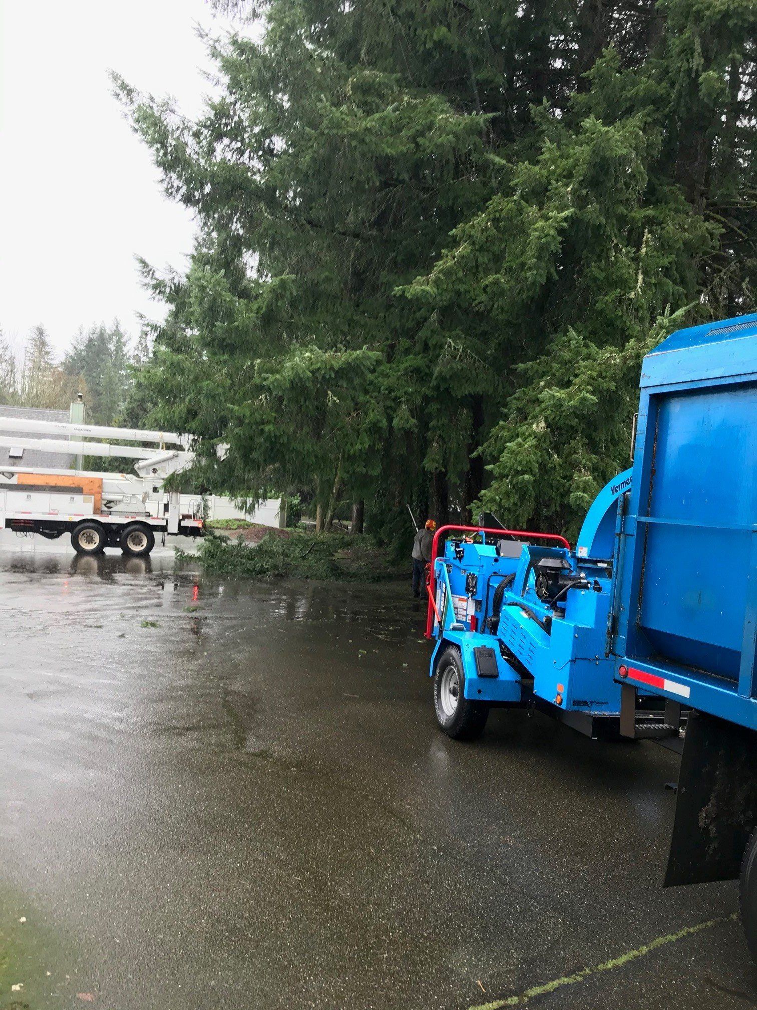 Before Tree Limb Removal — Olympia, WA — Double D Tree Service LLC